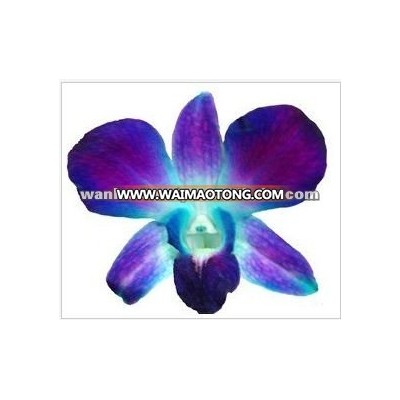 Thailand Top Quality D-014 Dendrobium Dyed Blue Orchid