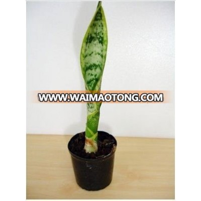 Thailand PT-009 Sanverseria Snake Tounge Pot Plant