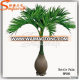 indoor large outdoor bonsai trees artificial bottle coconut palm coconut plant nursery types of ornamental plants