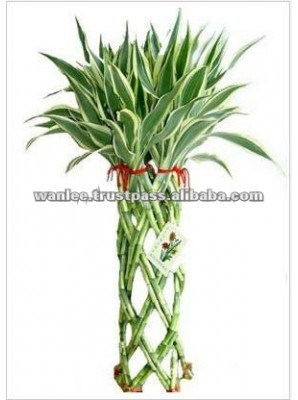 LB-017 Draceana Braided 20 Stems (Silver) 45cm Lucky Bamboo