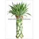 LB-017 Draceana Braided 20 Stems (Silver) 45cm Lucky Bamboo