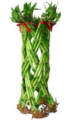 LB-024 : DRACEANA BRAIDED CUTTING DRACEANA LUCKY BAMBOO