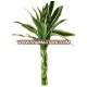 LB-015 : DRACEANA BRAIDED 5 STEMS SILVER DRACEANA LUCKY BAMBOO