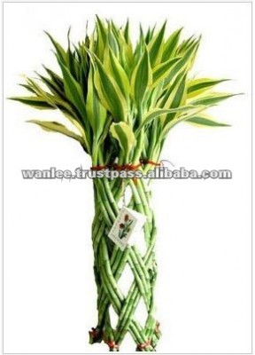 LB-018 Draceana Braided 20 Stems (Gold) 45cm Lucky Bamboo