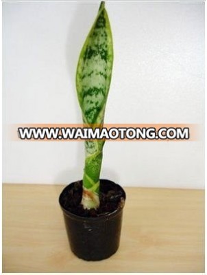 Thailand PT-009 Sanverseria Snake Tounge Pot Plant