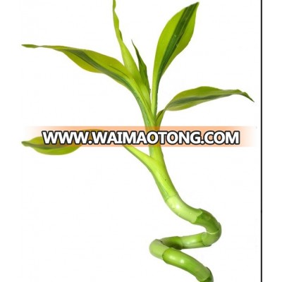 LB-005 : DRACEANA BAMBOO SPIRAL GOLD DRACEANA LUCKY BAMBOO