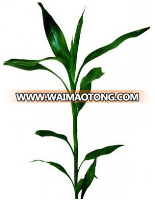 LB-010 : DRACEANA STEM GREEN DRACEANA LUCKY BAMBOO