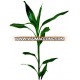 LB-010 : DRACEANA STEM GREEN DRACEANA LUCKY BAMBOO