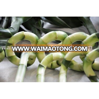 Thailand Top Quality Spiral Lucky Bamboo