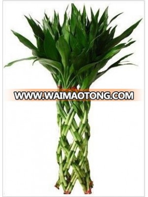 LB-016 Draceana Braided 20 Stems (Green) 45cm Lucky Bamboo