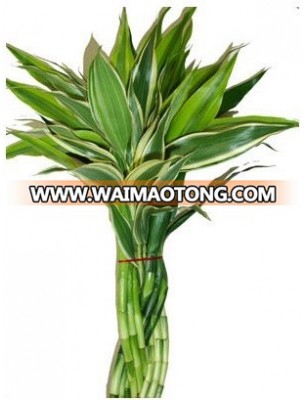 LB-021 : DRACEANA BRAIDED 9 STEMS (GREEN) DRACEANA LUCKY BAMBOO