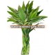 LB-021 : DRACEANA BRAIDED 9 STEMS (GREEN) DRACEANA LUCKY BAMBOO