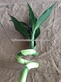 Draceana Lucky Bamboo