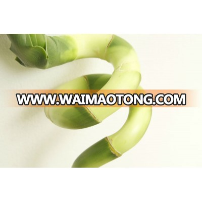 Thailand High Quality Sprial Lucky Bamboo