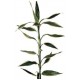 LB-012 : DRACEANA STEM SILVER DRACEANA LUCKY BAMBOO