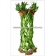 Thailand LB-024 Draceana Braided Cutting Lucky Bamboo