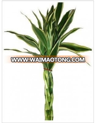 LB-015 Draceana Braided 5 Stems Silver Lucky Bamboo