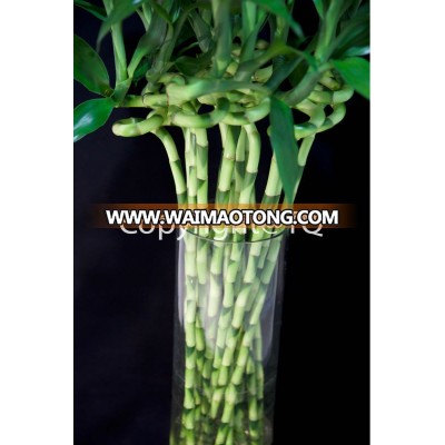 Lucky Bamboo