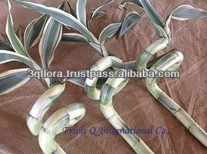 LB-004 : DRACEANA BAMBOO SPIRAL SILVER DRACEANA LUCKY BAMBOO