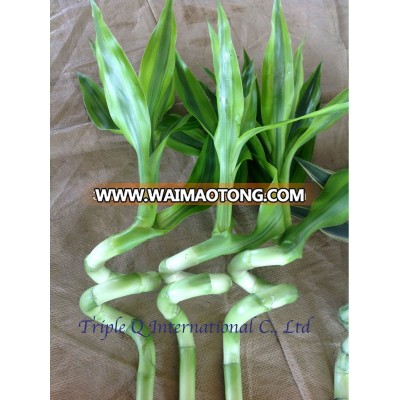 Spiral Gold Lucky Bamboo