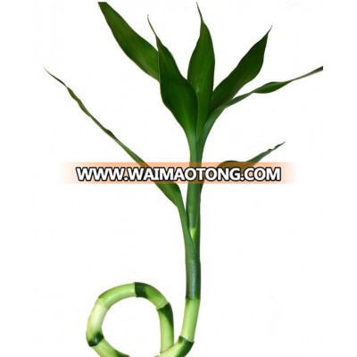 LB-003 : DRACEANA O SHAPE DRACEANA LUCKY BAMBOO