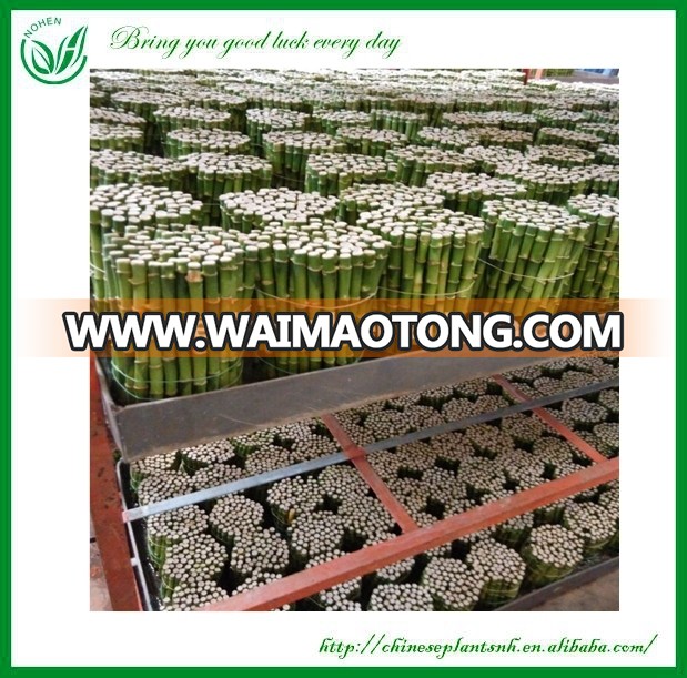 Indoor Straight Lucky Bamboo Plants Sale