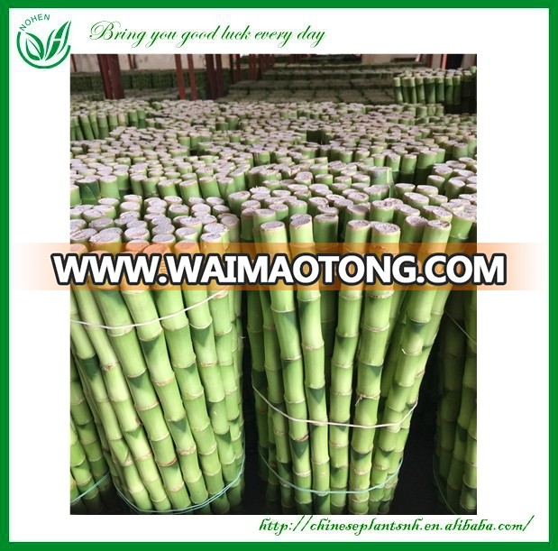 Straight Chinese Lucky Bamboo Plant