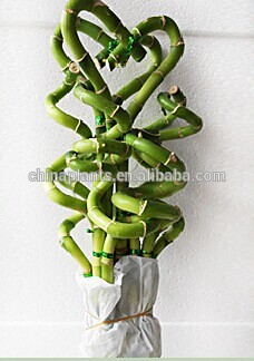 spiral bamboo